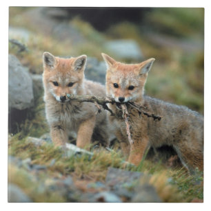 Carreau Amérique du Sud, Chili, Torres del Paine National
