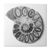 Carreau Ammonite (Devant)