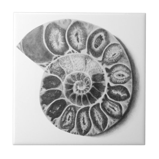 Carreau Ammonite (Devant)