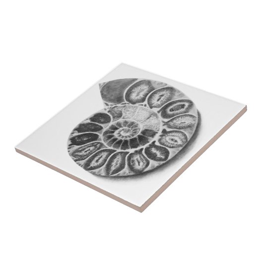 Carreau Ammonite (Côté)