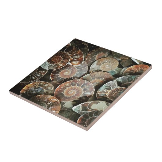 Carreau Ammonite (Côté)