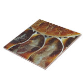 Carreau ammonite de Madagascar grand (Côté)