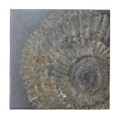 Carreau Ammonite de Pyritized (Devant)