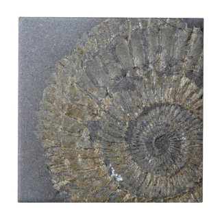 Carreau Ammonite de Pyritized