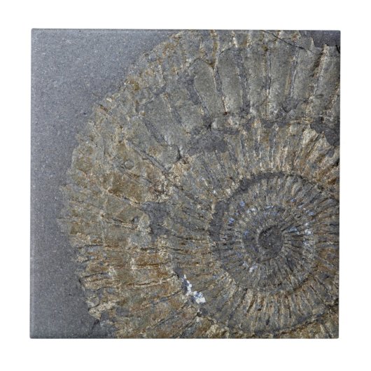Carreau Ammonite de Pyritized (Devant)