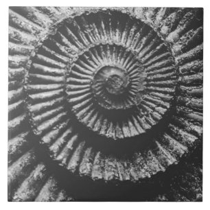 Carreau ammonite monochrome grand