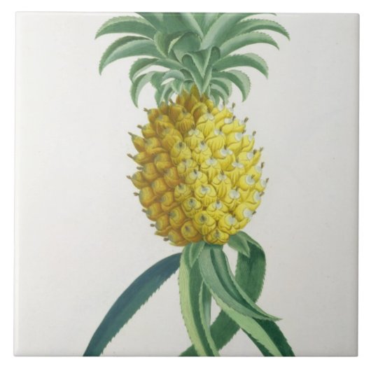 Carreau Ananas gravé par Johann Jakob Haid (1704-67) (Devant)