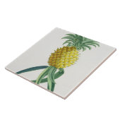 Carreau Ananas gravé par Johann Jakob Haid (1704-67) (Côté)