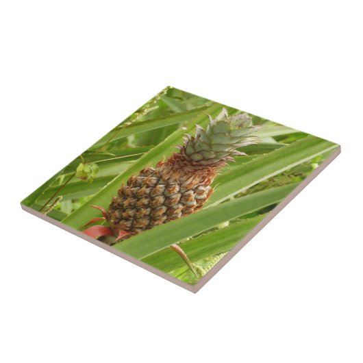 Carreau Ananas sauvage Fruit tropical dans la nature (Côté)