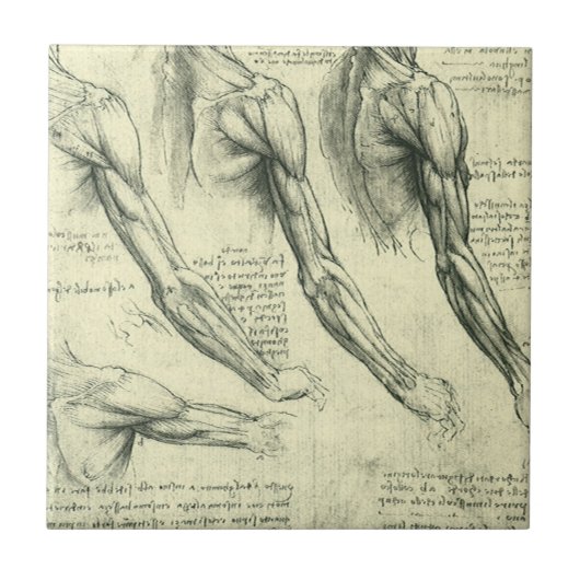 Carreau Anatomie du bras et de l'épaule de Léonard de Vinc (Devant)