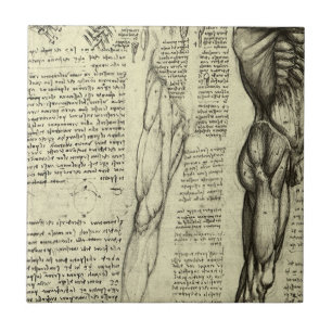Carreau Anatomie humaine de Léonard de Vinci : muscles de 