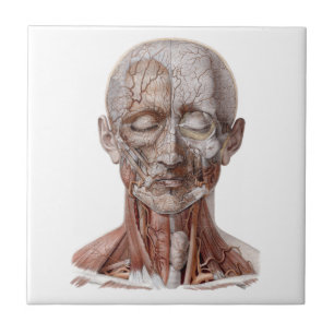 Carreau Anatomie humaine vintage science, tête gorge nez