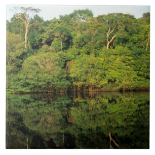 Carreau Anavilhanas, Amazonas, Brésil. Rivière de la forêt