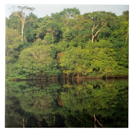 Carreau Anavilhanas, Amazonas, Brésil. Rivière de la forêt (Devant)