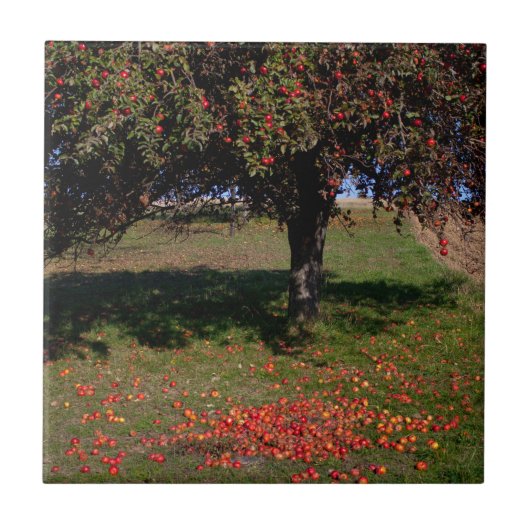 Carreau Ancien arbre à pomme (Devant)