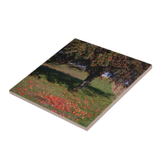 Carreau Ancien arbre à pomme (Côté)