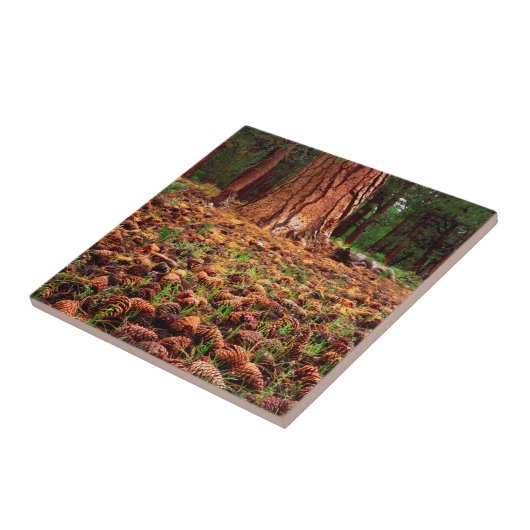 Carreau Ancien arbre de Ponderosa aux cônes de pins (Côté)