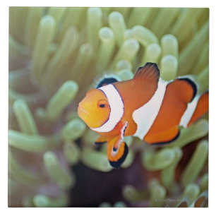 Carreau Anemonefish 4 de clown
