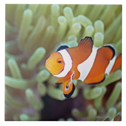 Carreau Anemonefish 4 de clown (Devant)