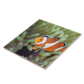 Carreau Anemonefish 4 de clown (Côté)