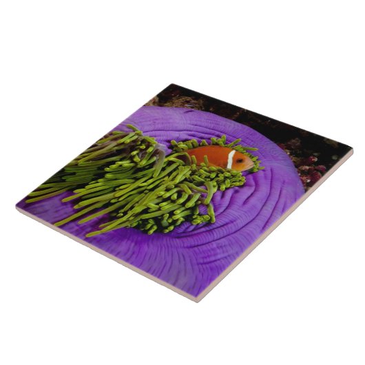 Carreau Anemonefish et grande anémone (Côté)