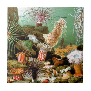 Carreau Anémones de mer sous l'eau