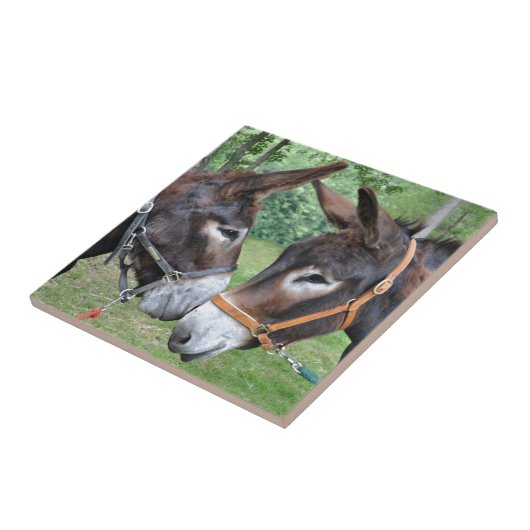 Carreau Ânes touchant des nez (Côté)