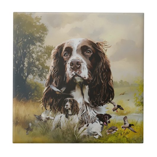 Carreau Anglais Springer Spaniel (Devant)
