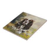 Carreau Anglais Springer Spaniel (Côté)