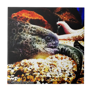 Carreau anguille tachetée