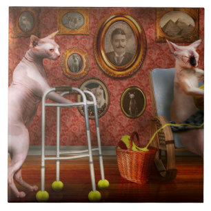 Carreau Animal - Cat - Retirement home for cats