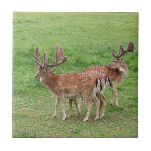 Carreau animal, cerf, faune, forêt, prairie, chasse, n (Devant)