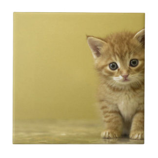 Carreau Animal - chaton curieux de bébé