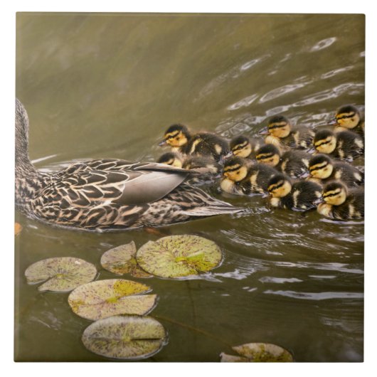 Carreau Animal - Ducks - Swim like a duck (Devant)