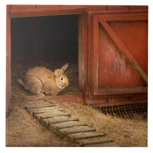 Carreau Animal - Lapin - Faire des œufs pour Pâques
