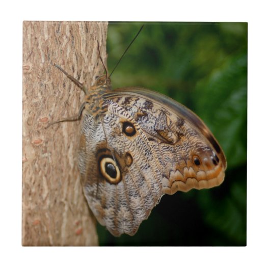 Carreau Animal papillon Brown (Devant)