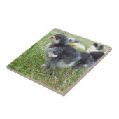 Carreau animal, poulet, ferme, mignonette, oiseau, bébé, (Côté)