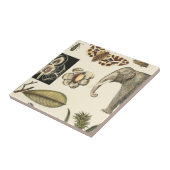 Carreau Animaux agressés peints sur Arrière - plan de crèm (Côté)