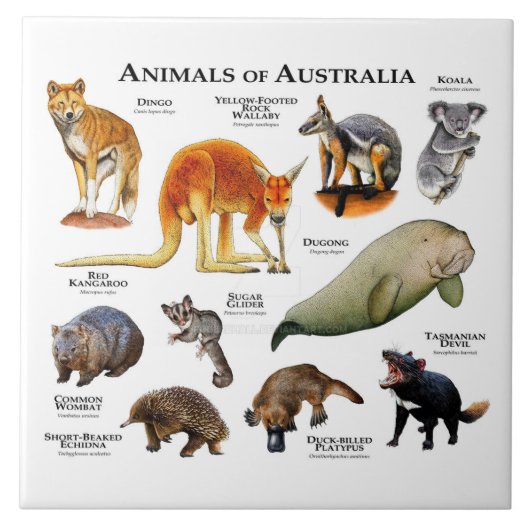Carreau Animaux d'Australie (Devant)