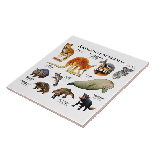 Carreau Animaux d'Australie (Côté)