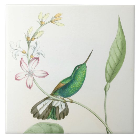 Carreau Animaux floraux de faune de fleurs d'oiseaux de (Devant)