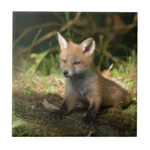 Carreau Animaux sauvages de Fox Wildlife