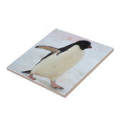 Carreau Antarctica. Île Petermann. Adelie penguin (Côté)