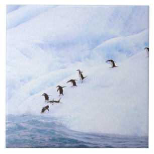 Carreau Antarctica, péninsule Antarctique. Chinstrap