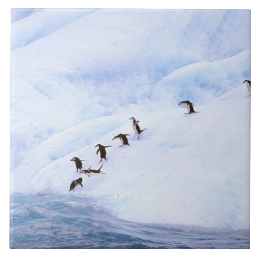 Carreau Antarctica, péninsule Antarctique. Chinstrap (Devant)