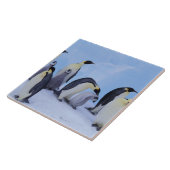 Carreau Antarctique, Emporer Penguins (Côté)