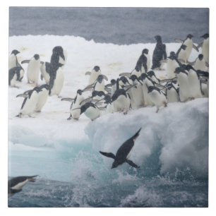 Carreau Antarctique, île Paulet. Manchots Adélie