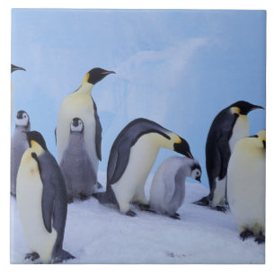 Carreau Antarctique, Manchots empereurs
