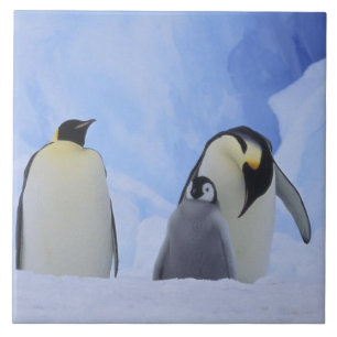 Carreau Antarctique. Manchots empereurs et poussin