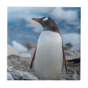 Carreau Antarctique. Neko Harbour. Penguin Gentoo
